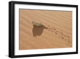 Namaqua Chameleon Leaving Trail in Sand-null-Framed Photographic Print