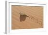 Namaqua Chameleon Leaving Trail in Sand-null-Framed Photographic Print