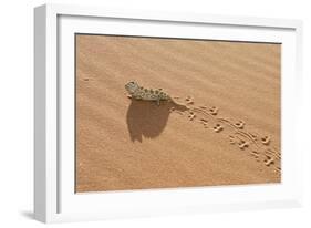 Namaqua Chameleon Leaving Trail in Sand-null-Framed Photographic Print