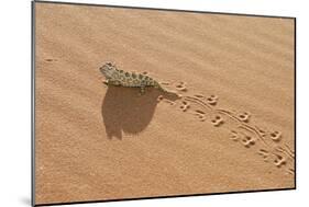 Namaqua Chameleon Leaving Trail in Sand-null-Mounted Photographic Print