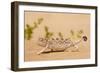 Namaqua Chameleon Looking for Prey-null-Framed Photographic Print