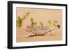Namaqua Chameleon Looking for Prey-null-Framed Photographic Print