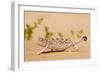 Namaqua Chameleon Looking for Prey-null-Framed Photographic Print