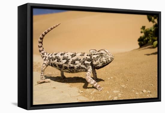 Namaqua Chameleon Side Profile During Threat-null-Framed Stretched Canvas