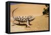 Namaqua Chameleon Side Profile During Threat-null-Framed Stretched Canvas