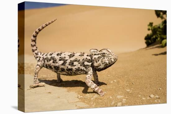 Namaqua Chameleon Side Profile During Threat-null-Stretched Canvas