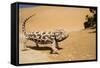 Namaqua Chameleon Side Profile During Threat-null-Framed Stretched Canvas