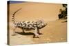 Namaqua Chameleon Side Profile During Threat-null-Stretched Canvas