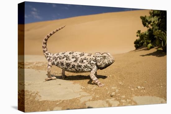 Namaqua Chameleon-Side Profile During Threat-null-Stretched Canvas