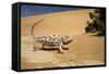 Namaqua Chameleon-Side Profile During Threat-null-Framed Stretched Canvas