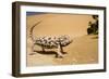 Namaqua Chameleon Side Profile During Threat-null-Framed Photographic Print