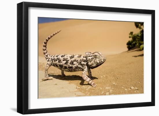 Namaqua Chameleon Side Profile During Threat-null-Framed Photographic Print