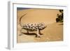 Namaqua Chameleon Side Profile During Threat-null-Framed Photographic Print
