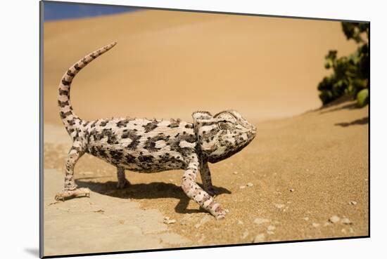 Namaqua Chameleon Side Profile During Threat-null-Mounted Photographic Print