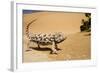 Namaqua Chameleon Side Profile During Threat-null-Framed Photographic Print