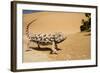 Namaqua Chameleon Side Profile During Threat-null-Framed Photographic Print