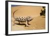 Namaqua Chameleon Side Profile During Threat-null-Framed Photographic Print