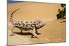 Namaqua Chameleon Side Profile During Threat-null-Mounted Photographic Print
