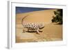 Namaqua Chameleon-Side Profile During Threat-null-Framed Photographic Print