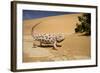 Namaqua Chameleon-Side Profile During Threat-null-Framed Photographic Print