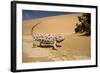 Namaqua Chameleon-Side Profile During Threat-null-Framed Photographic Print