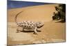 Namaqua Chameleon-Side Profile During Threat-null-Mounted Photographic Print