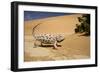 Namaqua Chameleon-Side Profile During Threat-null-Framed Photographic Print