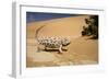 Namaqua Chameleon-Side Profile During Threat-null-Framed Photographic Print