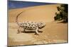 Namaqua Chameleon-Side Profile During Threat-null-Mounted Photographic Print