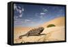 Namaqua Chameleon Wide Angle Shot on a Clay Bank-null-Framed Stretched Canvas