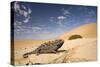 Namaqua Chameleon Wide Angle Shot on a Clay Bank-null-Stretched Canvas