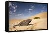 Namaqua Chameleon Wide Angle Shot on a Clay Bank-null-Framed Stretched Canvas