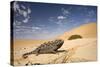 Namaqua Chameleon Wide Angle Shot on a Clay Bank-null-Stretched Canvas