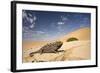Namaqua Chameleon Wide Angle Shot on a Clay Bank-null-Framed Photographic Print