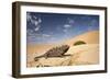 Namaqua Chameleon Wide Angle Shot on a Clay Bank-null-Framed Photographic Print