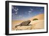 Namaqua Chameleon Wide Angle Shot on a Clay Bank-null-Framed Photographic Print