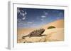 Namaqua Chameleon Wide Angle Shot on a Clay Bank-null-Framed Photographic Print