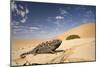Namaqua Chameleon Wide Angle Shot on a Clay Bank-null-Mounted Photographic Print