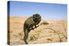 Namaqua Chameleon with Dunes-null-Stretched Canvas