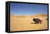 Namaqua Chameleon with Dunes-null-Framed Stretched Canvas