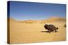 Namaqua Chameleon with Dunes-null-Stretched Canvas