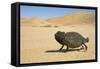 Namaqua Chameleon with Dunes-null-Framed Stretched Canvas