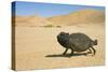 Namaqua Chameleon with Dunes-null-Stretched Canvas