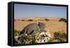 Namaqua Chameleon with Dunes-null-Framed Stretched Canvas