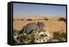 Namaqua Chameleon with Dunes-null-Framed Stretched Canvas