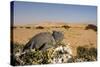 Namaqua Chameleon with Dunes-null-Stretched Canvas