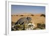 Namaqua Chameleon with Dunes-null-Framed Photographic Print