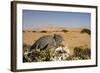 Namaqua Chameleon with Dunes-null-Framed Photographic Print