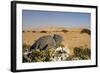 Namaqua Chameleon with Dunes-null-Framed Photographic Print