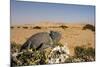 Namaqua Chameleon with Dunes-null-Mounted Photographic Print